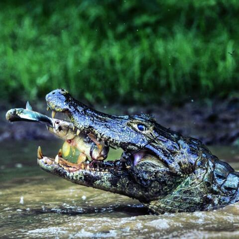El almuerzo del cocodrilo El almuerzo del cocodrilo