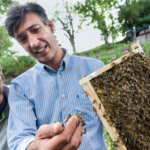 Objetivo: salvar a las abejas Objetivo: salvar a las abejas