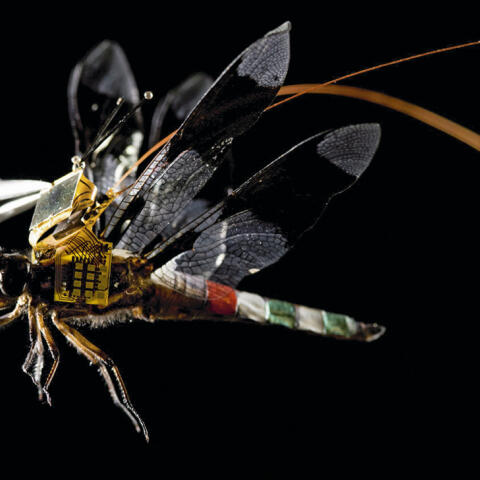 La libélula-cíborg-dron La libélula-cíborg-dron