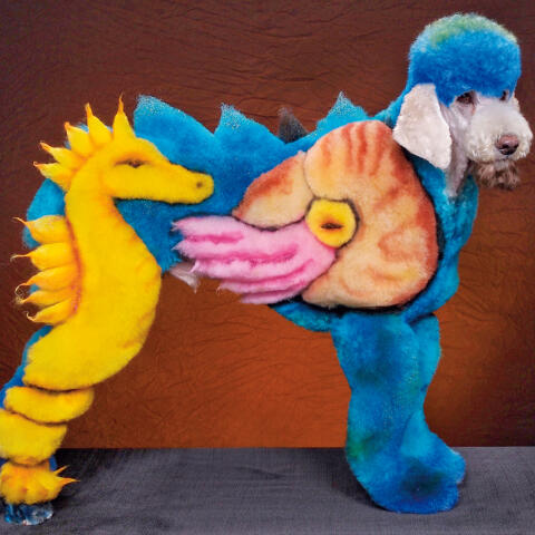 Peluquería extrema para perros Peluquería extrema para perros