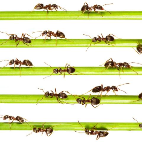 ¿Por qué las hormigas no tienen atascos? ¿Por qué las hormigas no tienen atascos?