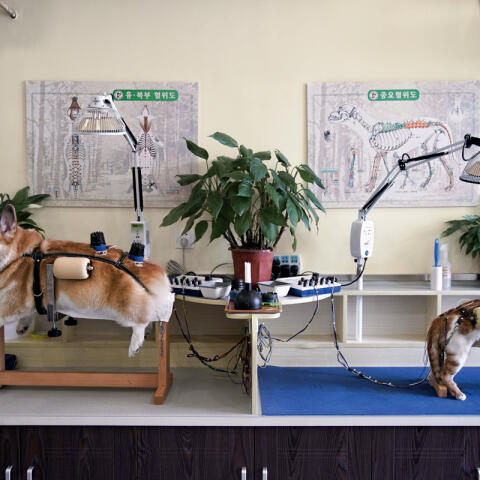 Acupuntura para perros y gatos Acupuntura para perros y gatos