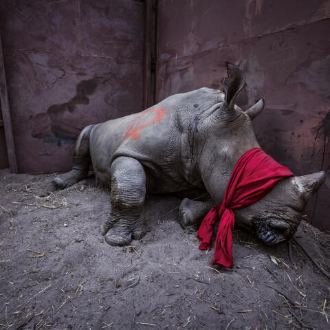Los animales que no volveremos a ver Los animales que no volveremos a ver