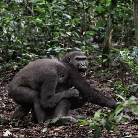 Gorilas de Dzanga Sangha, el rincón de la libertad Gorilas de Dzanga Sangha, el rincón de la libertad