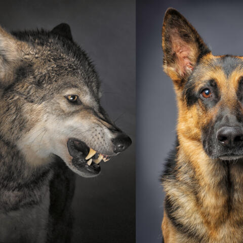 Y el lobo se convirtió en...  perro Y el lobo se convirtió en...  perro