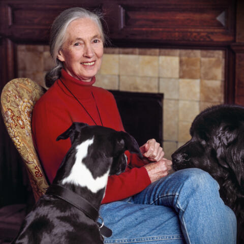 Jane Goodall: 'La gente no se come sus perros' Jane Goodall: 'La gente no se come sus perros'
