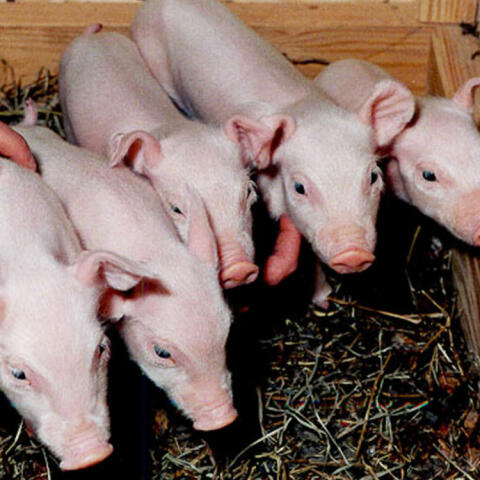 Clonación de animales en nombre de la ciencia y el negocio Clonación de animales en nombre de la ciencia y el negocio