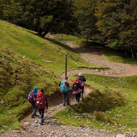 Camino de Santiago: guía para llegar y besar el santo Camino de Santiago: guía para llegar y besar el santo