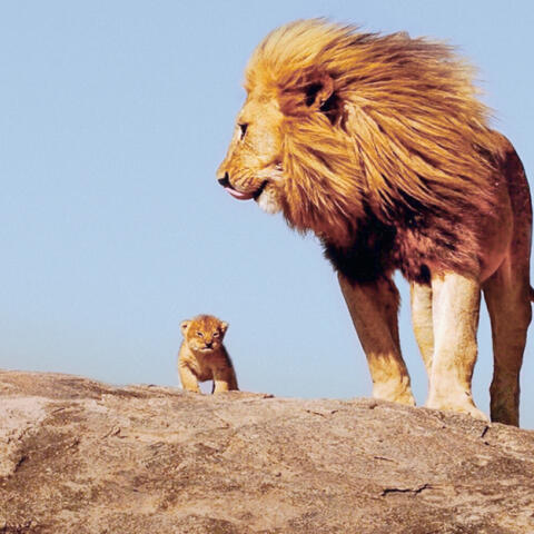 El final del rey león El final del rey león