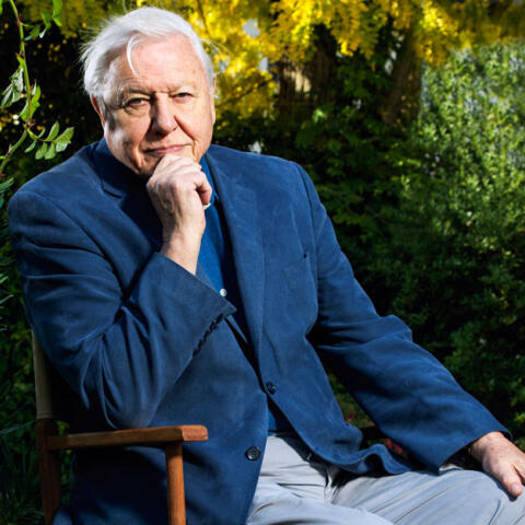Sir David Attenborough: 'La mejor manera de atraer a la mariposa más hermosa es la mierda' Sir David Attenborough: 'La mejor manera de atraer a la mariposa más hermosa es la mierda'