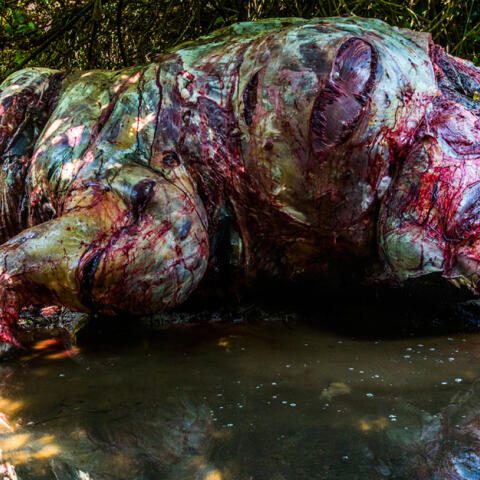 El drama de los elefantes en Birmania El drama de los elefantes en Birmania