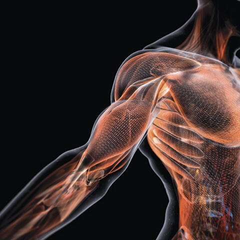 Fascia, la causa secreta del dolor crónico de espalda Fascia, la causa secreta del dolor crónico de espalda