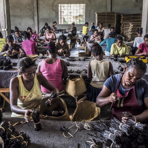 La demanda de vainilla ha disparado su precio y se ha convertido en un problema global La demanda de vainilla ha disparado su precio y se ha convertido en un problema global