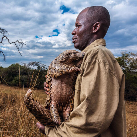 Qué es un pangolín Qué es un pangolín