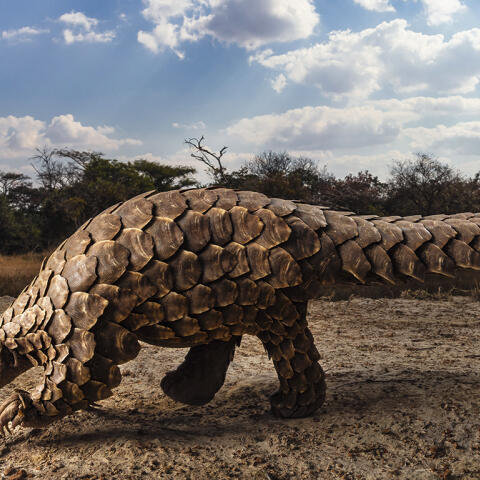 El pangolín, en peligro de extinción por la queratina de sus escamas El pangolín, en peligro de extinción por la queratina de sus escamas