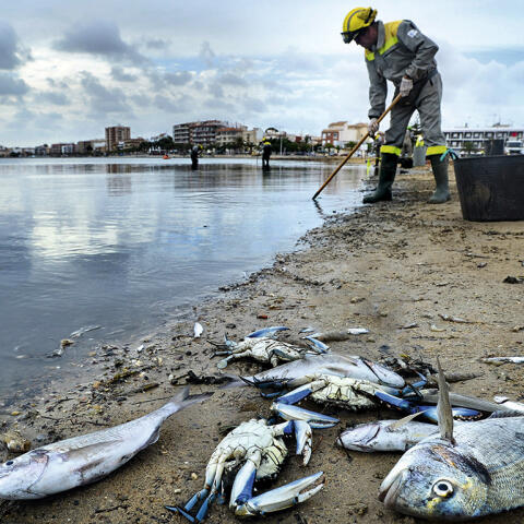 Mar Menor, 'ecocidio' en la laguna Mar Menor, 'ecocidio' en la laguna